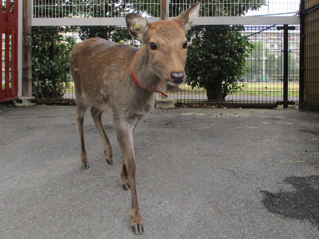 シカがやってきました 東板橋公園 板橋こども動物園と徳丸ヶ原公園 こども動物園高島平分園