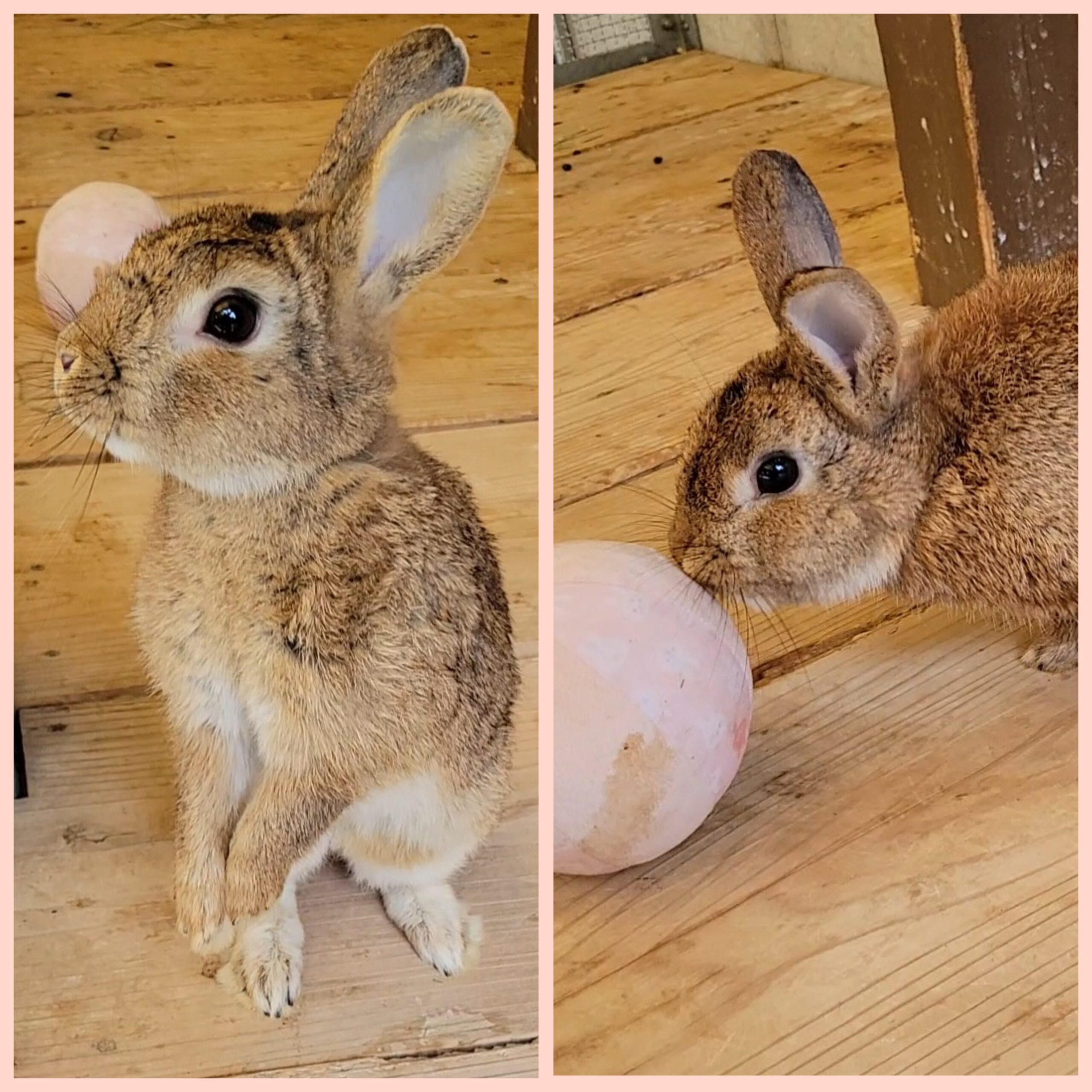 本園】2024年9月のお知らせ | 東板橋公園｜板橋こども動物園と