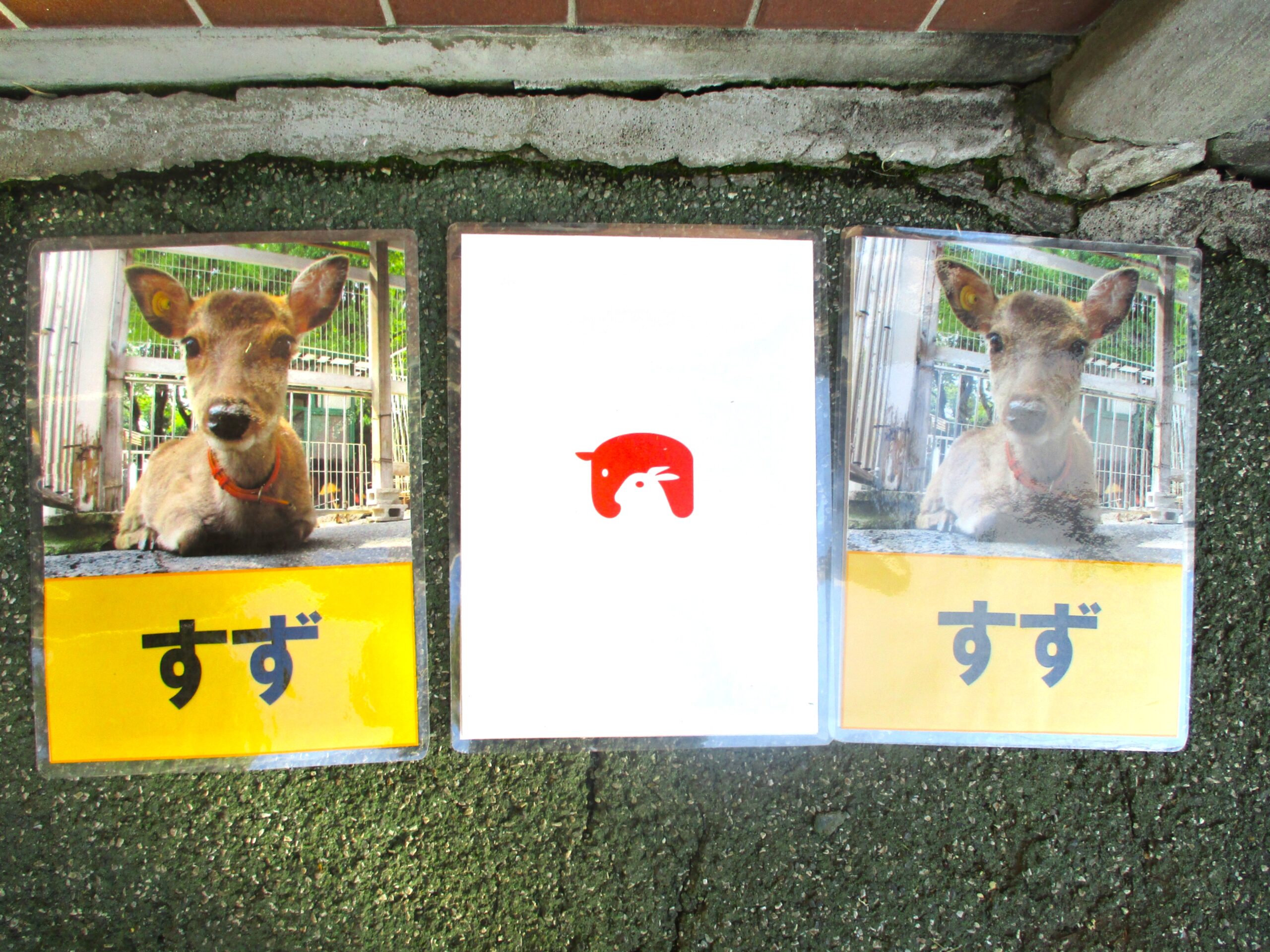 急募‼️！値段は相談！！犬小屋、小動物などに好評につき 楽天市場】＼楽天ランキング入賞／ ドッグハウス XDB-413 プラスチック