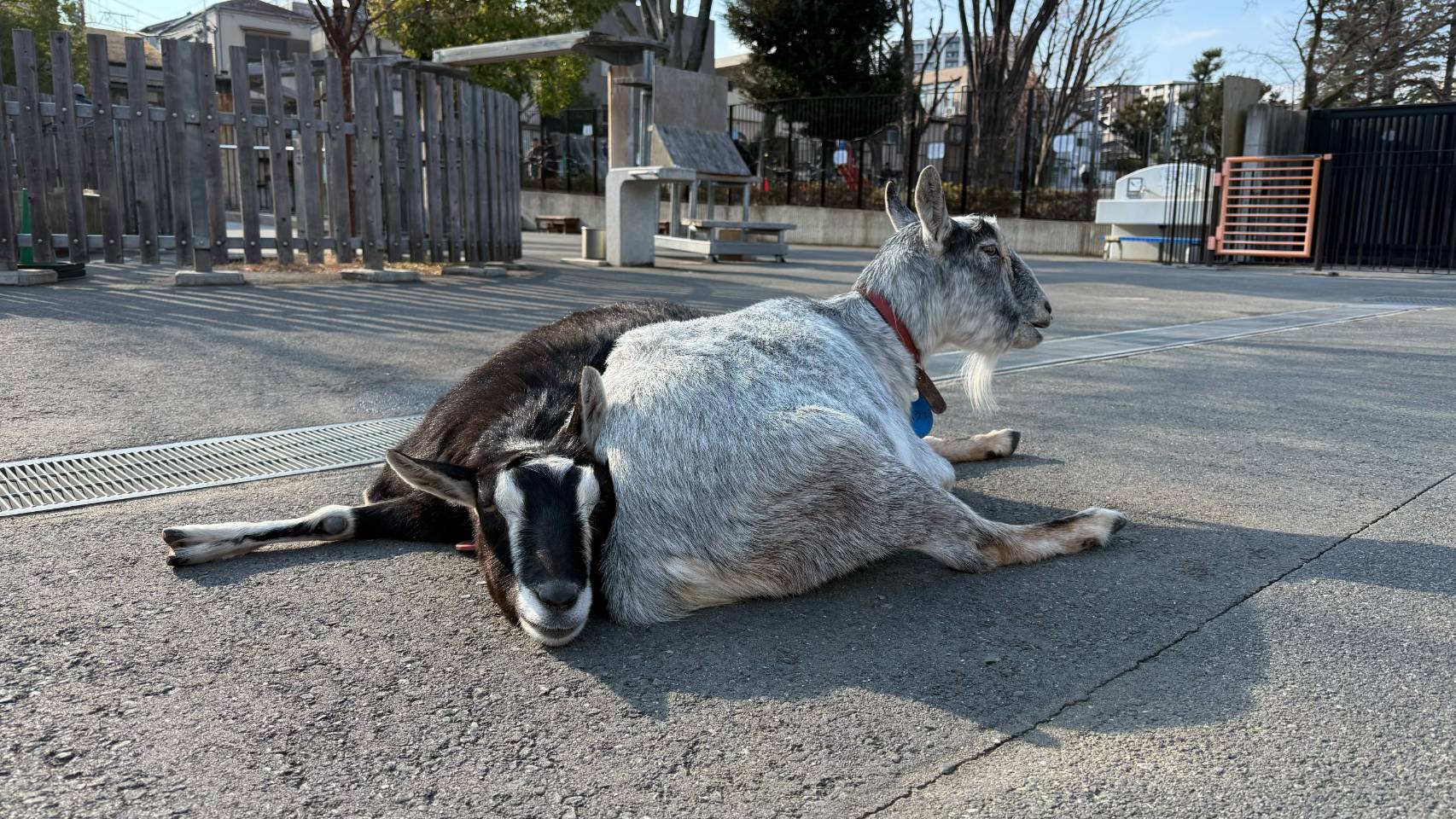 本園】2025年3月のお知らせ | 東板橋公園｜板橋こども動物園と