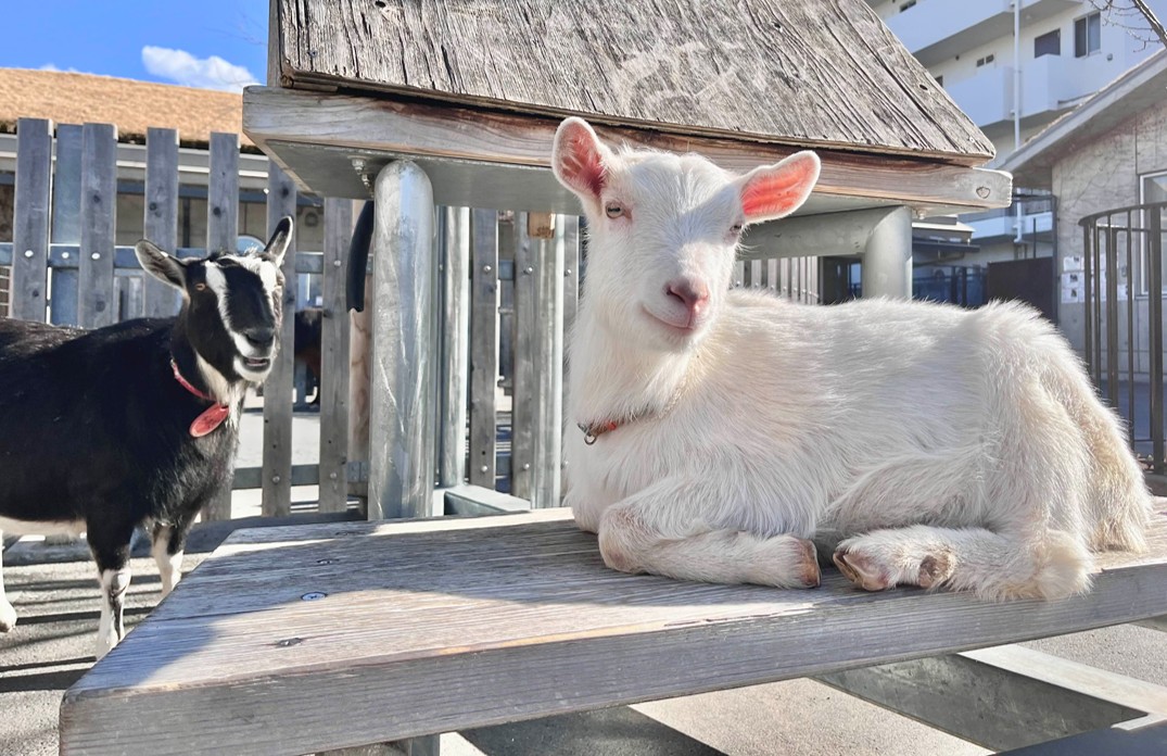 本園】2025年4月のお知らせ | 東板橋公園｜板橋こども動物園と