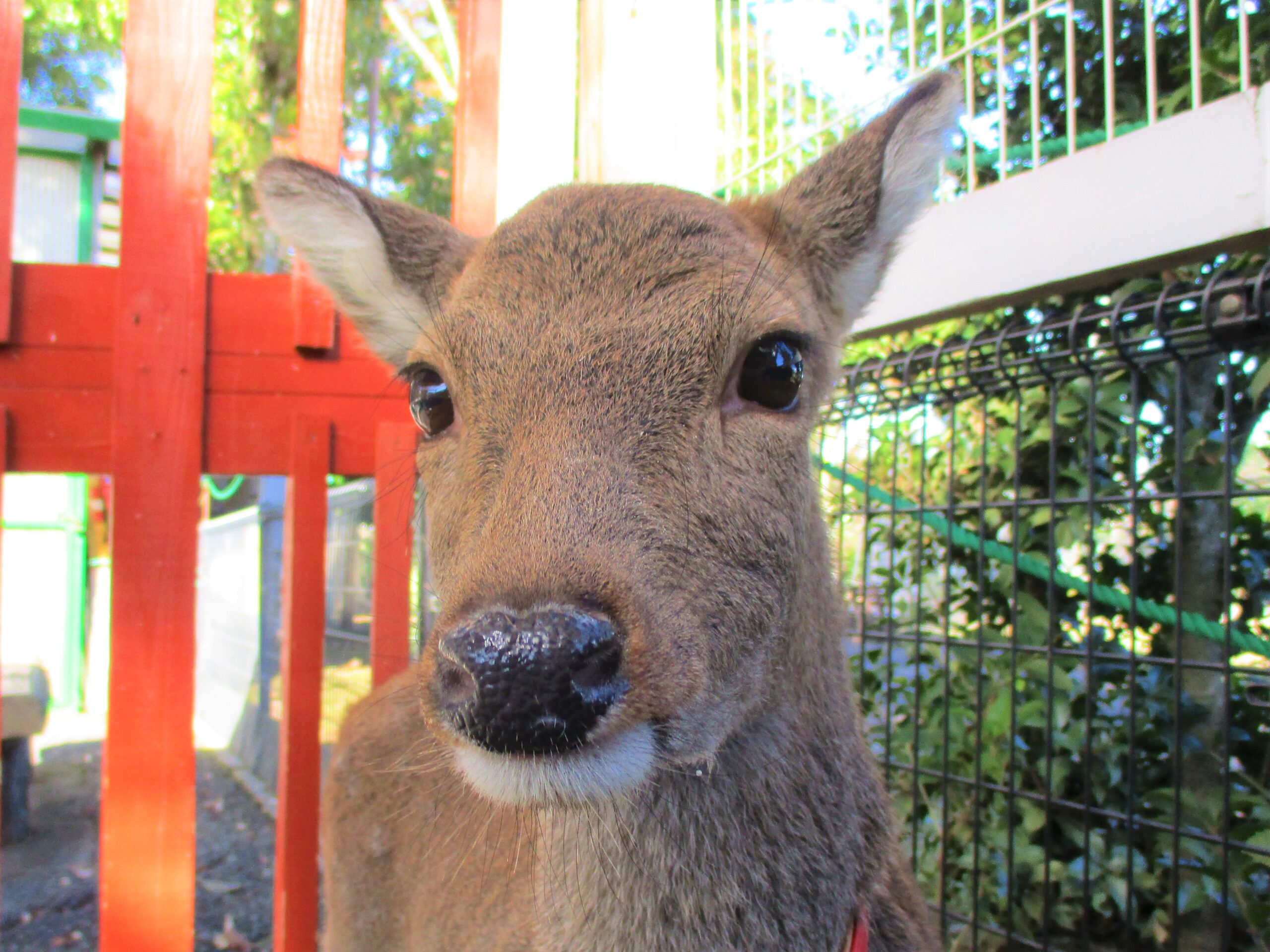 ヤクシカとはどんな動物？ | 東板橋公園｜板橋こども動物園と徳丸ヶ原