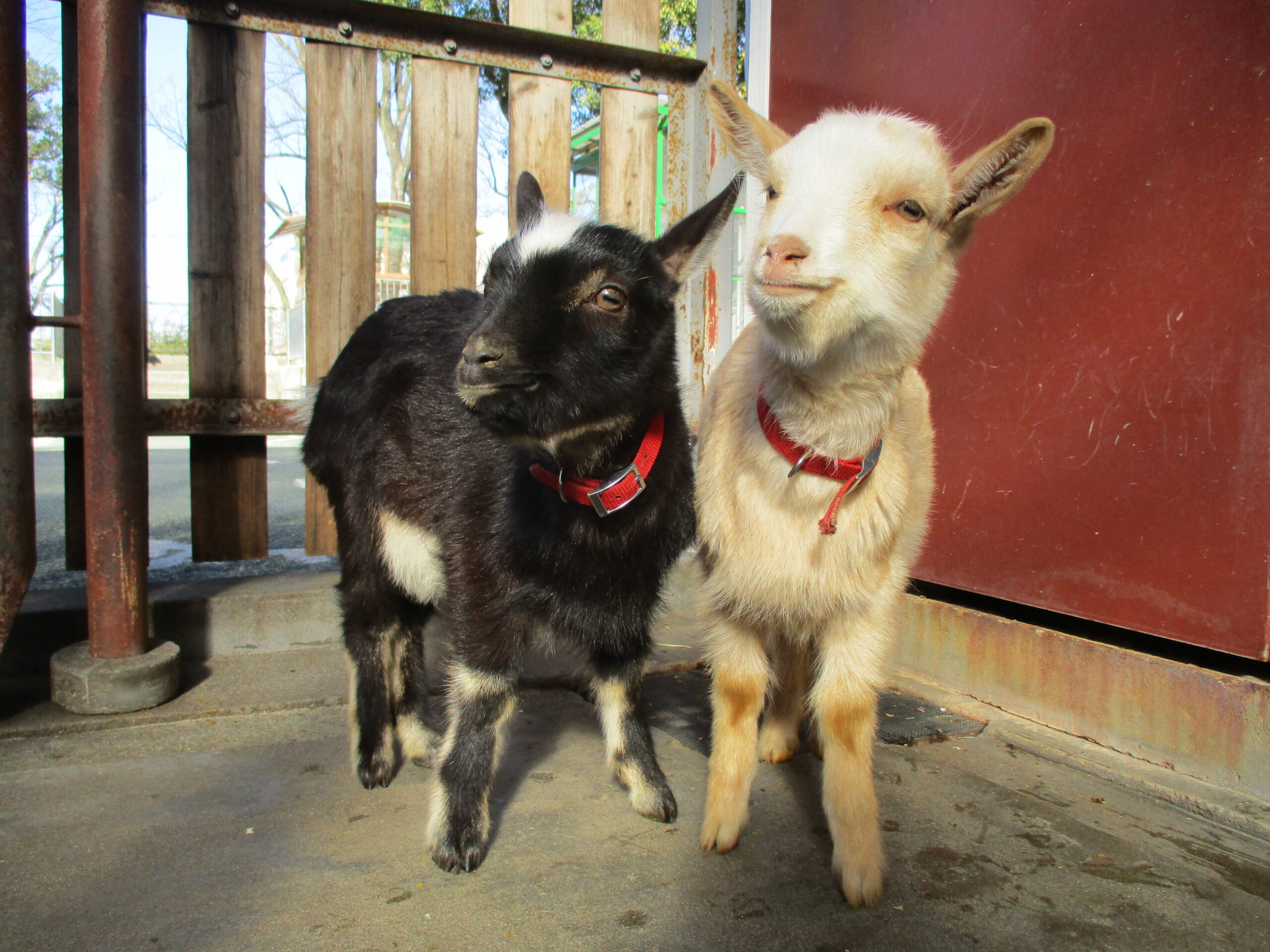 仔ヤギ・仔ヒツジの名前決定！！ | 東板橋公園｜板橋こども動物園と