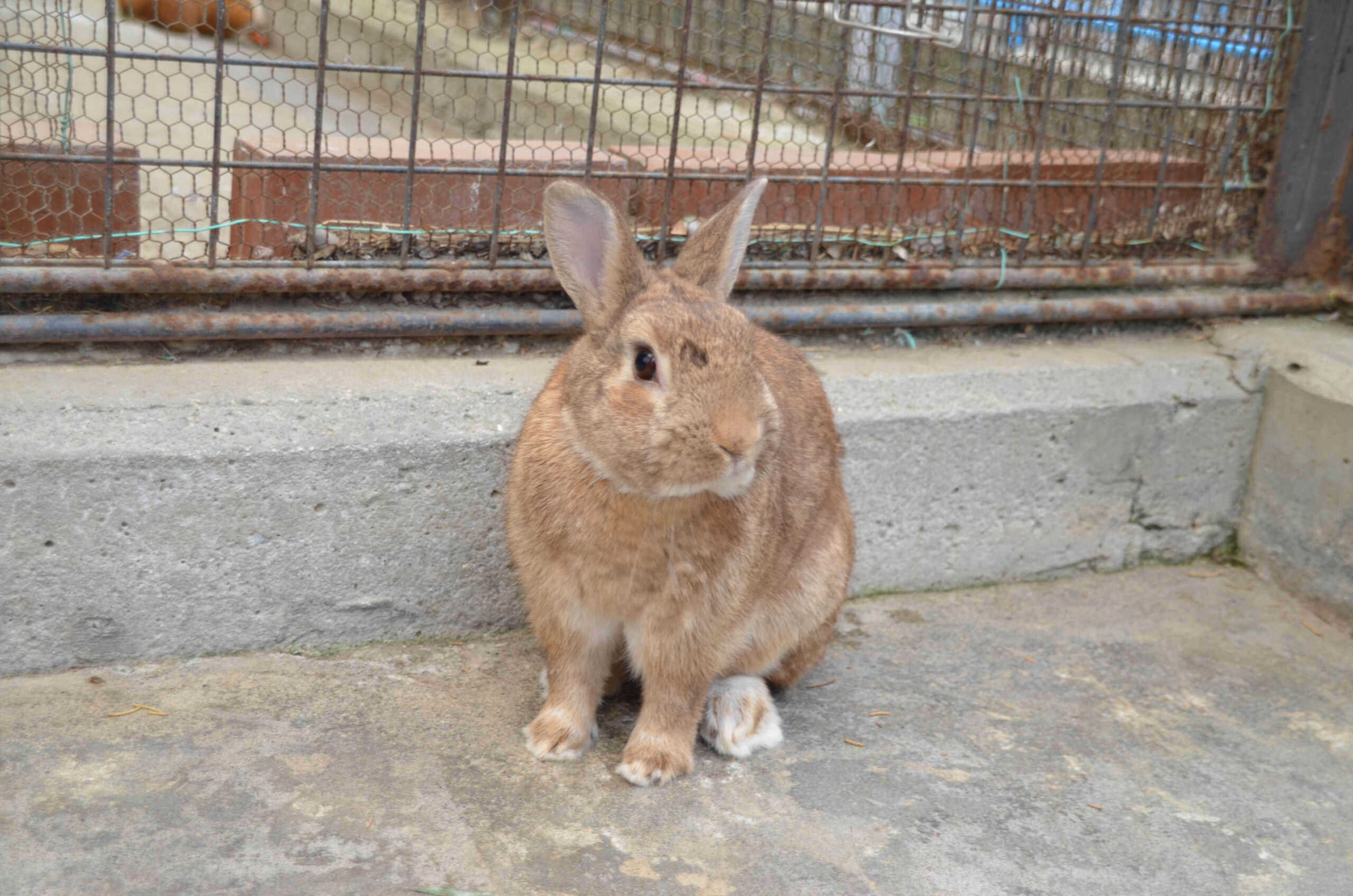 ウサギの耳 東板橋公園 板橋こども動物園と徳丸ヶ原公園 こども動物園高島平分園